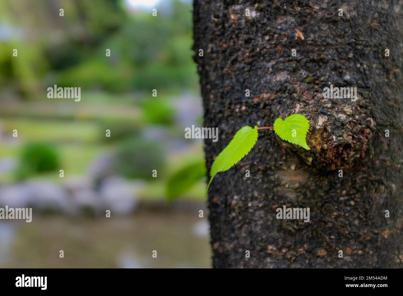 Due foglie crescono direttamente su un tronco d'albero con uno sfondo sfocato che mostra un giardino. Preso in un giorno di primavera overcast. Foto Stock