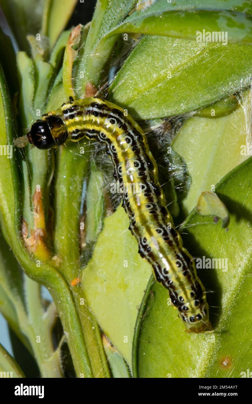 Lingue bosswood caterpillar appeso su foglia verde guardando in alto Foto Stock
