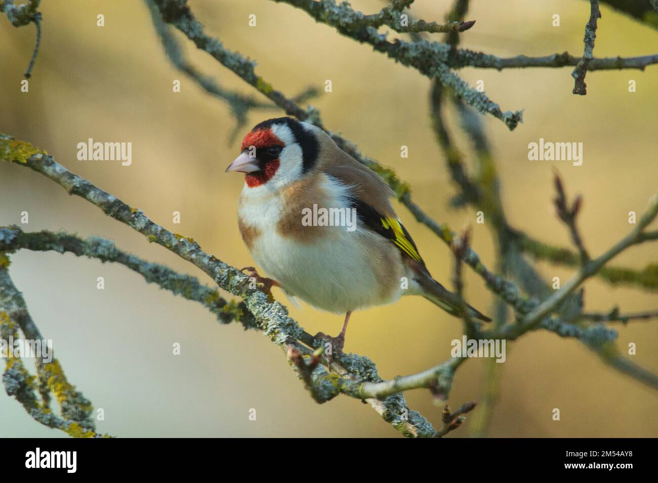 Goldfinch in piedi sul ramo guardando a sinistra Foto Stock