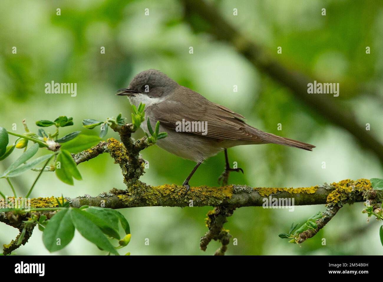 Clapper Warbler con becco aperto in piedi sul ramo visto sul lato sinistro Foto Stock