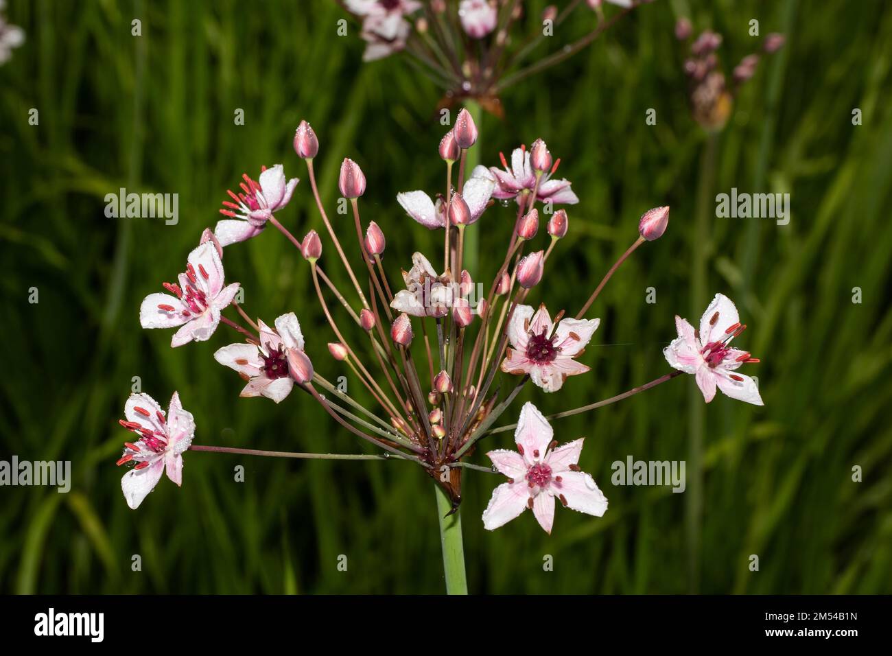 Fiore di Swan infiorescenza con diversi fiori rosa aperti Foto Stock