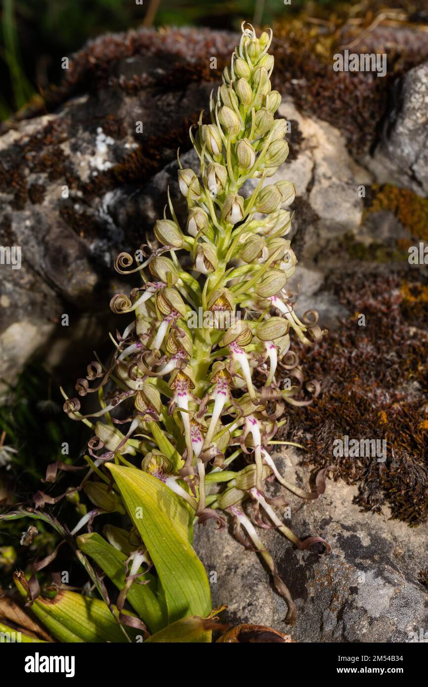 Florescenza della lingua di capra con alcuni fiori bianco-viola aperti davanti ad una roccia Foto Stock