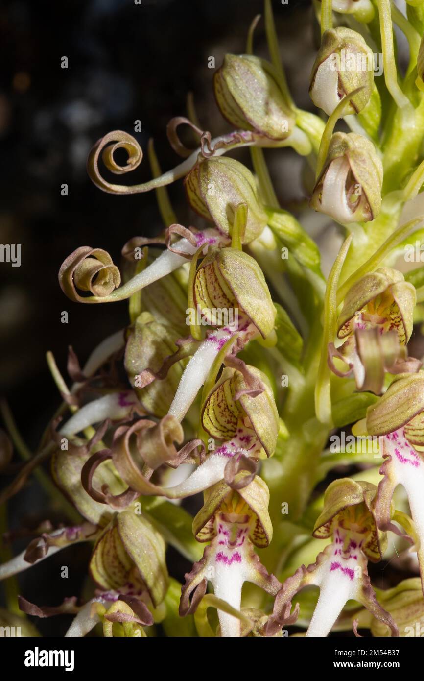 Lingua di capra alcuni fiori bianco-viola aperti Foto Stock