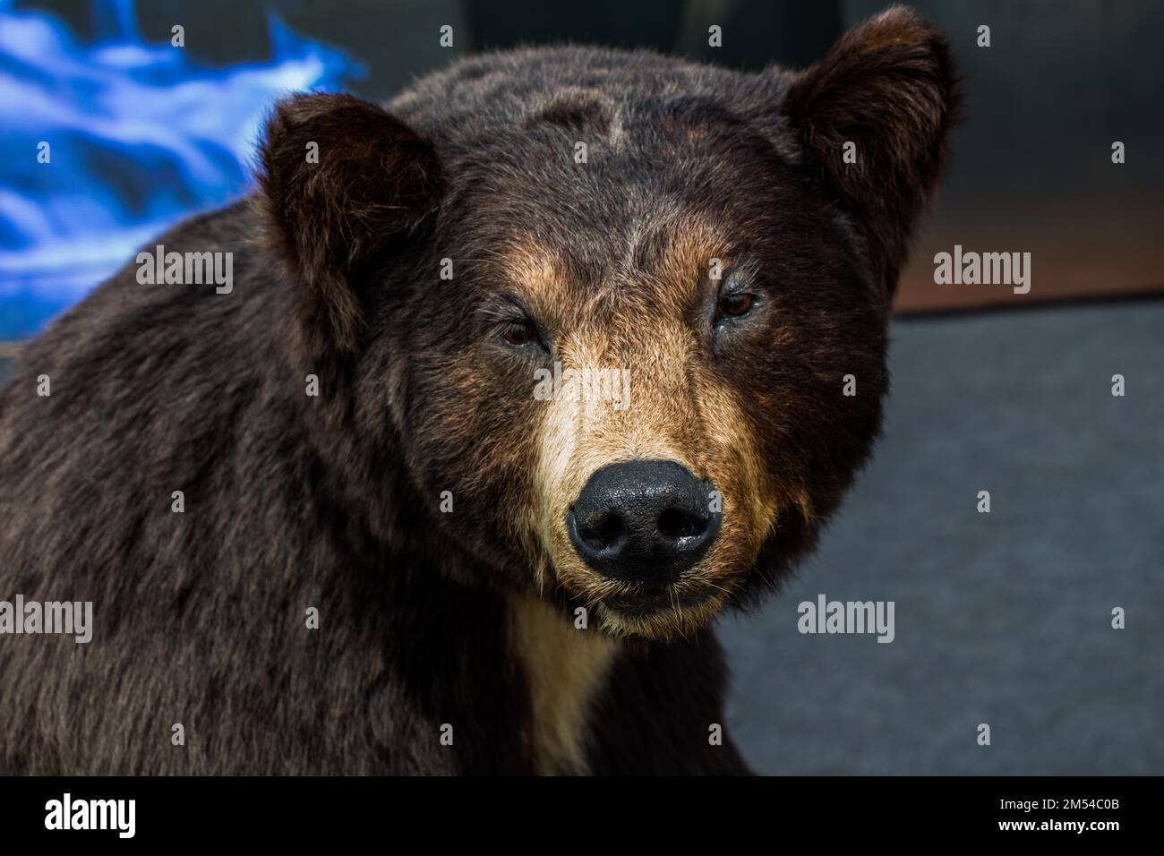 Testa di una farcita big black bear come animale selvatico Foto Stock