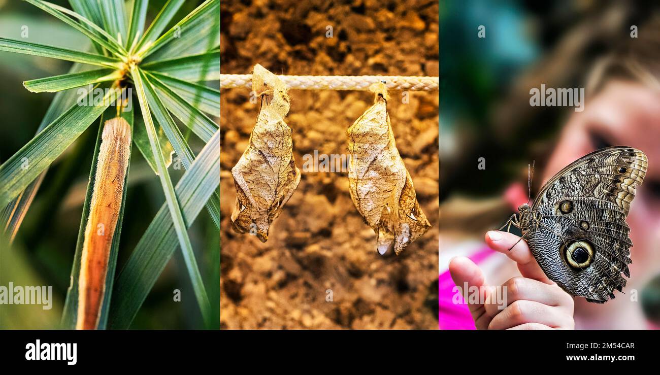 Owl butterfly caterpillar immagini e fotografie stock ad alta risoluzione -  Alamy