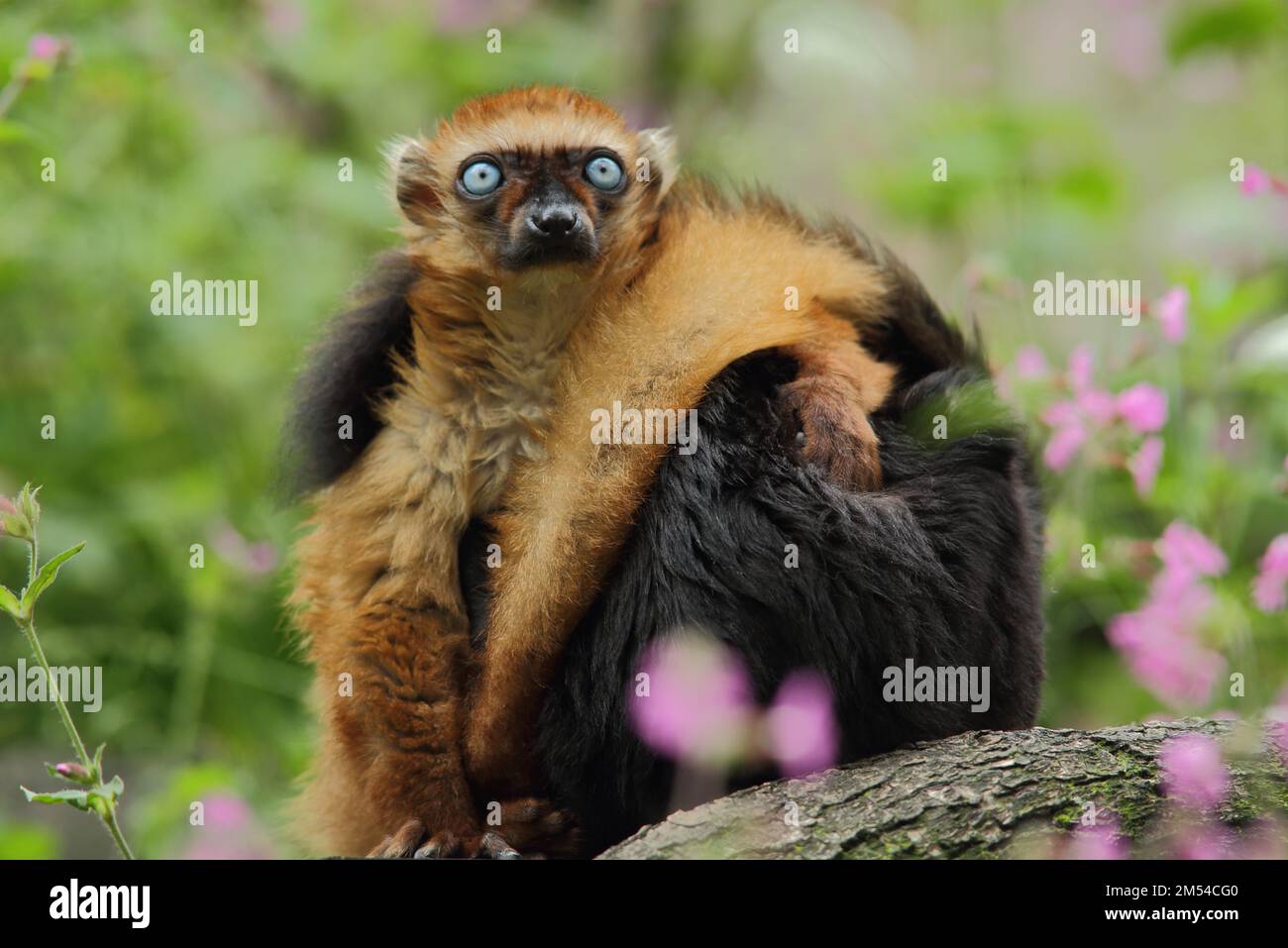 Maki dall'occhio blu (Eulemur (lemuridae) macaco flavifrons), due, nascosti, femmina, maschio, adulto, marmoset, makis, maki, gufo, Lemuri (lemuriformi) (lemuri) Foto Stock