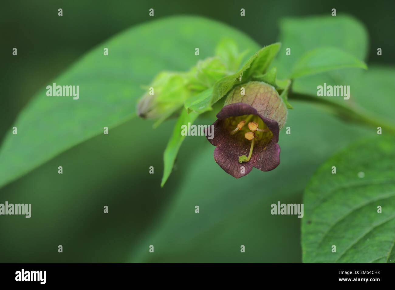 Belladonna nera (Atropa belladonna), particolare, fiore, pistillo, pistillo, Succursale, natura, Nollig, Wispertal, Lorch, Taunus, Assia, Germania Foto Stock
