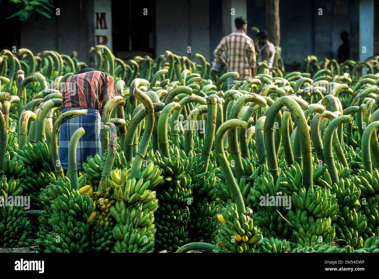 Mercato di vendita di plantain intero a Coimbatore, Tamil Nadu, India del sud, India, Asia Foto Stock