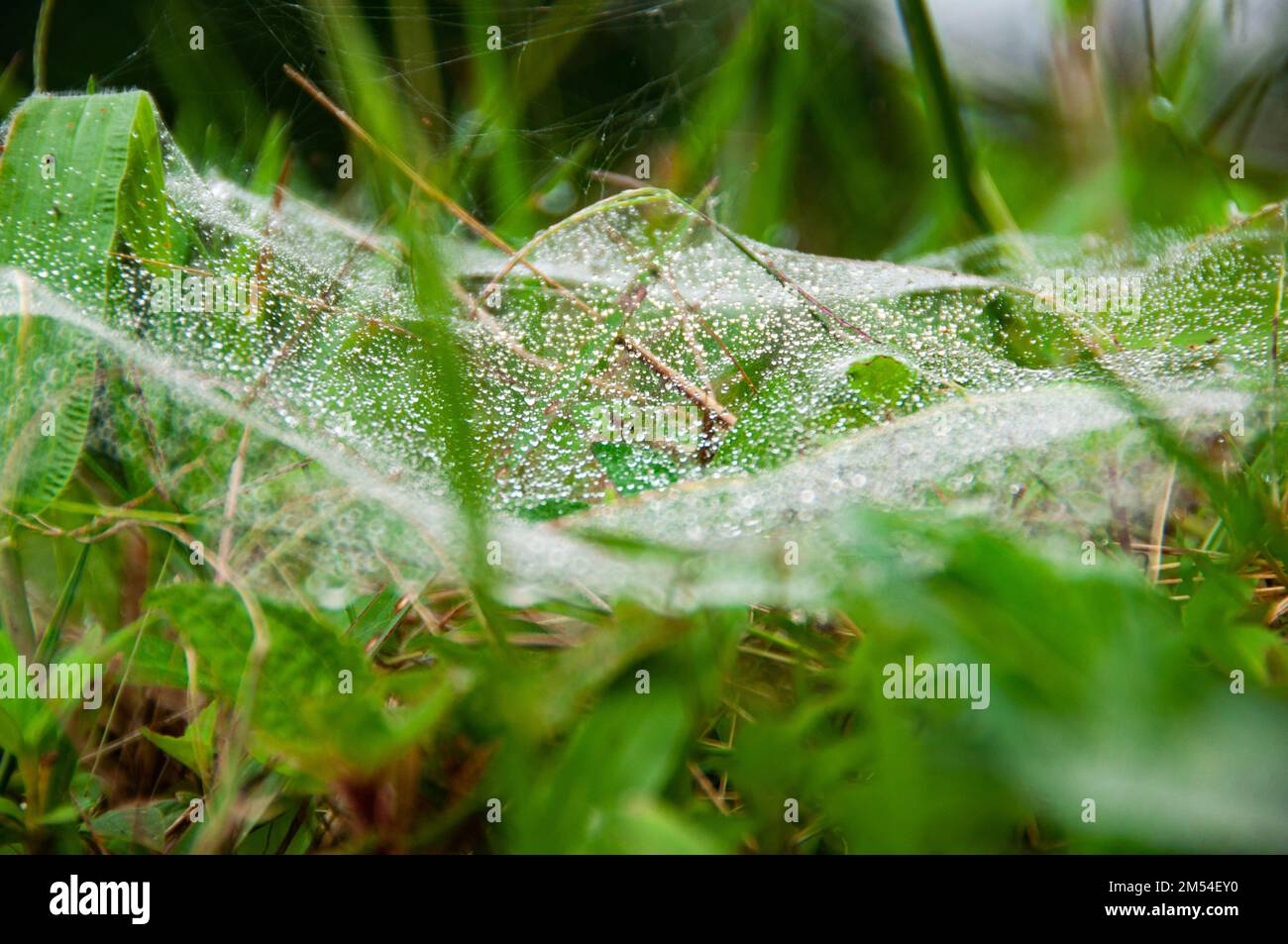 Ragnatela bagnata con fondo in erba verde. Natura concetto.. Foto Stock