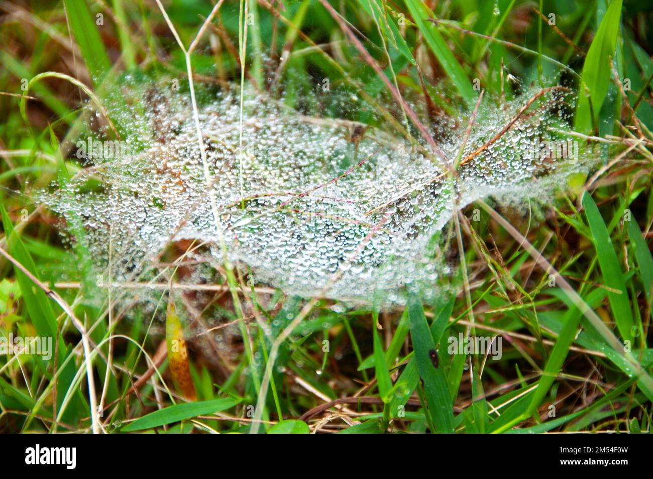 Ragnatela bagnata con fondo in erba verde. Natura concetto.. Foto Stock