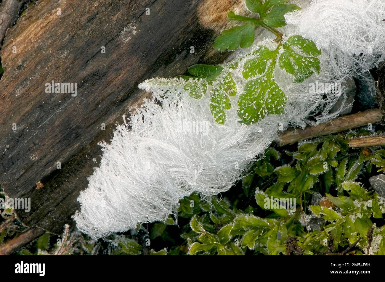 Ghiacciato su un tronco - "Fiori di ghiaccio" - formazione di ghiaccio. B.C., Canada. Foto Stock