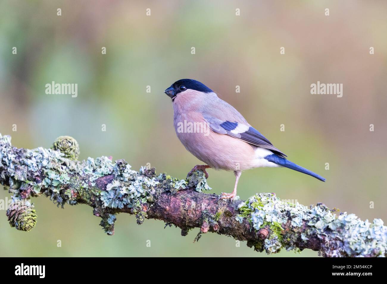 Bullfinch Eurasiatica femmina [ Pyrhula pirrhula ] su ramo coperto di Lichen Foto Stock