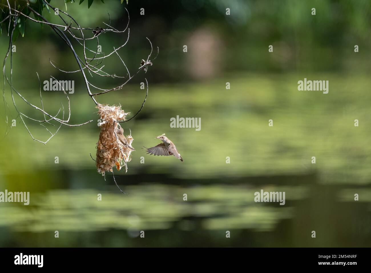 Un Honeyeater dal dorso marrone è a metà volo verso il suo nido sospeso con materiale di nidificazione a Cattana Wetlands a Cairns, Queensland in Australia. Foto Stock