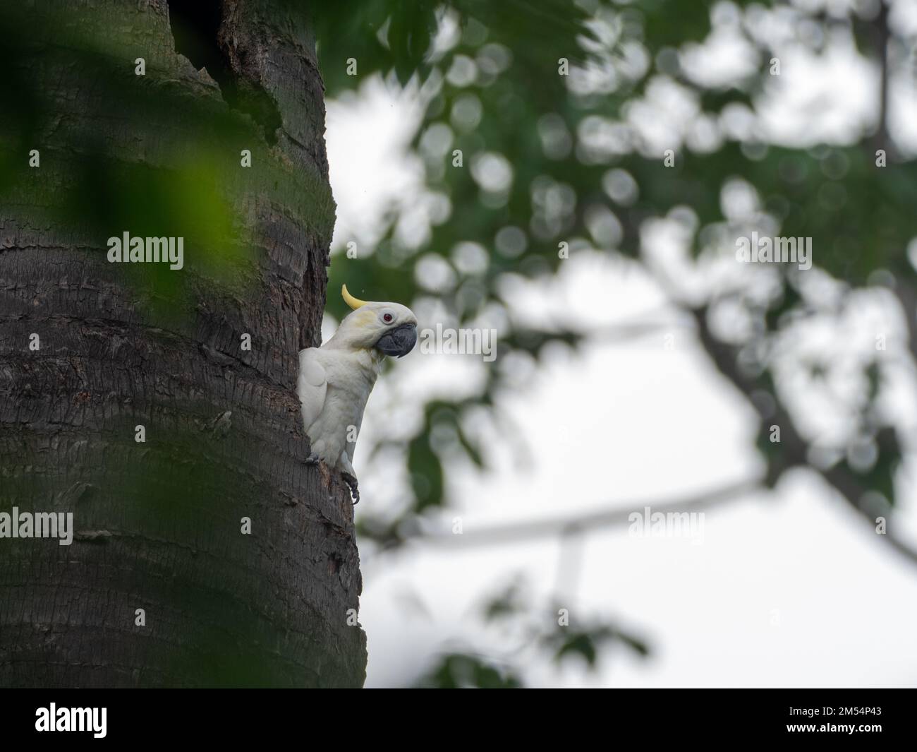 Cockatoo giallo-crestato, Cacatua sulfurea, un uccello a rischio di estinzione al Parco Nazionale di Komodo, Indonesia Foto Stock