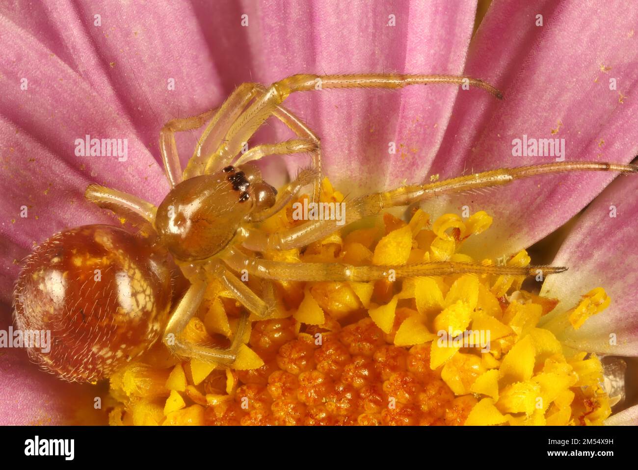 Super macro vista dorsale di Leaflurling Sac Spider (Clubiona), Australia Meridionale Foto Stock