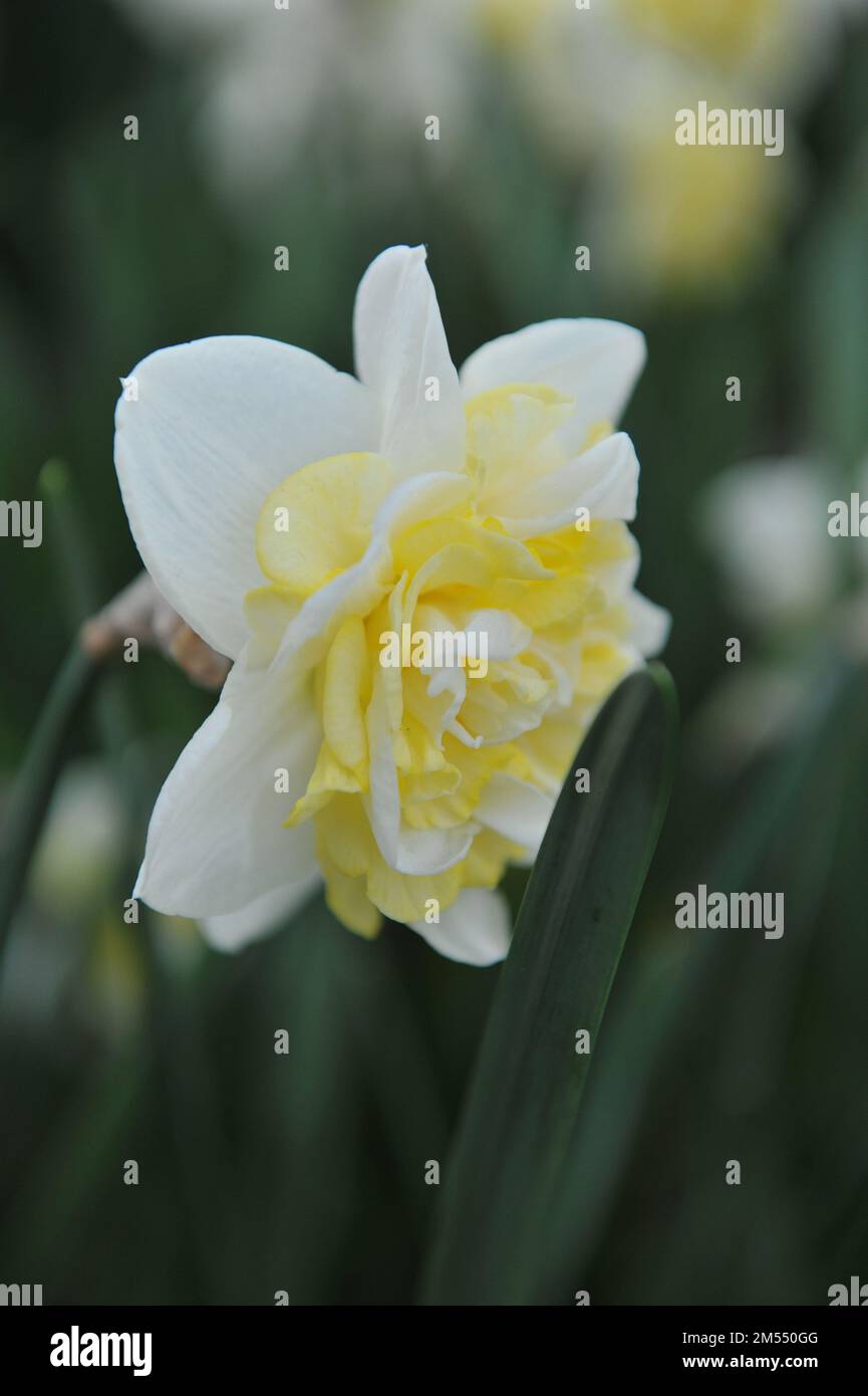 Bianco e giallo doppio narcisi (Narciso) il vento solare fiorisce in un giardino ad aprile Foto Stock