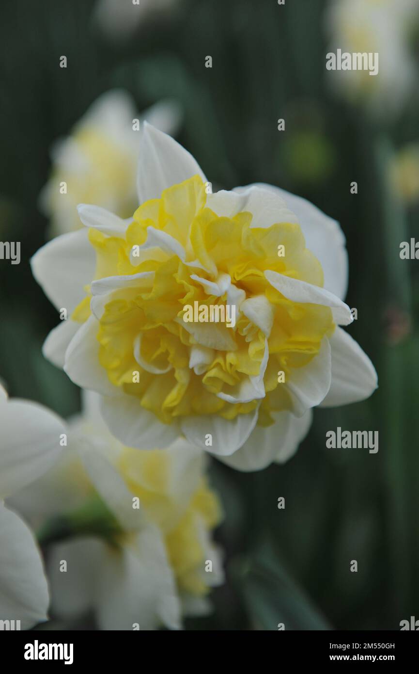 Bianco e giallo doppio narcisi (Narciso) il vento solare fiorisce in un giardino ad aprile Foto Stock