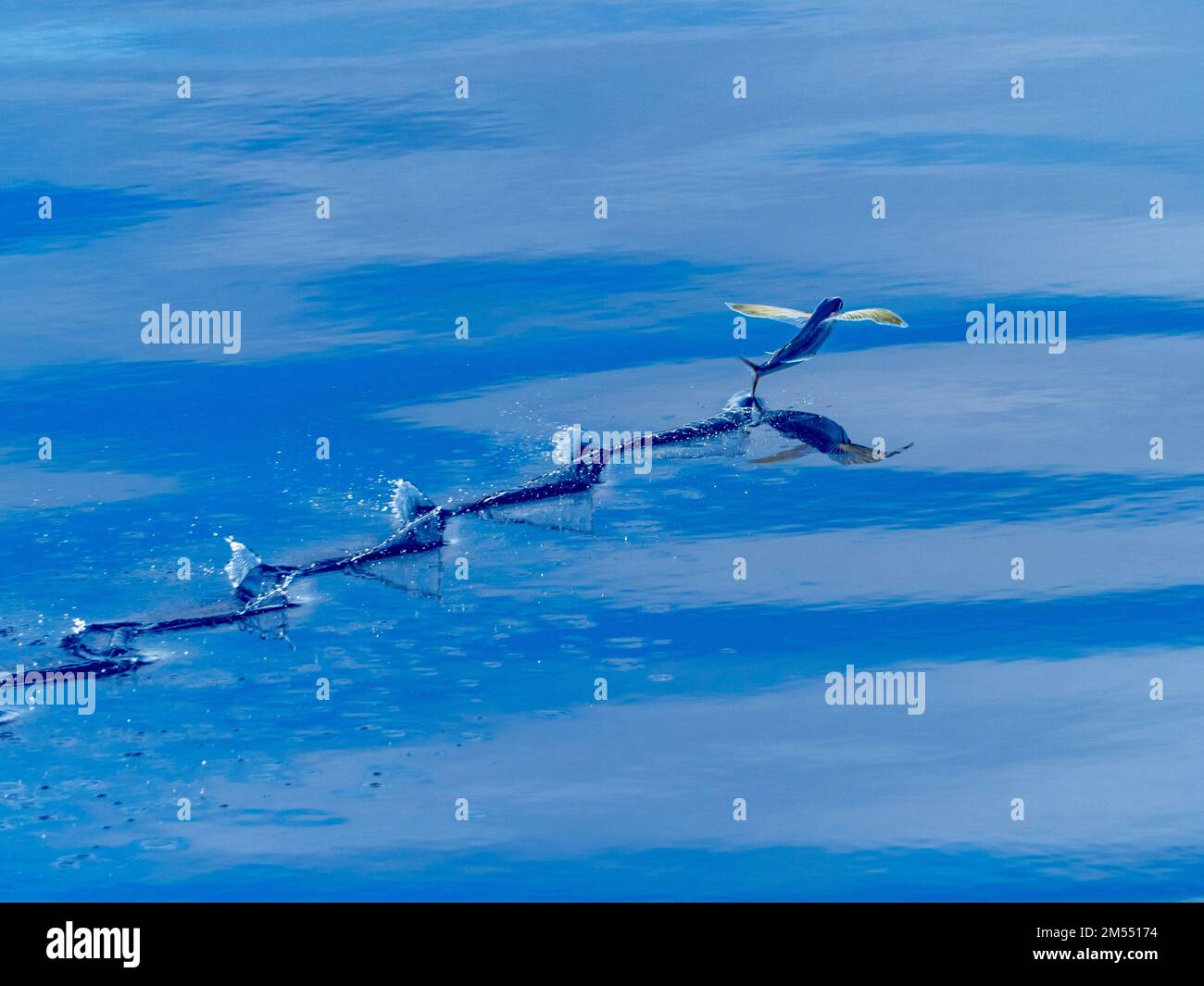 Pesci volanti che scivolano sul mare vetroso nel Mar dei Coralli Papua Nuova Guinea 2022 Foto Stock