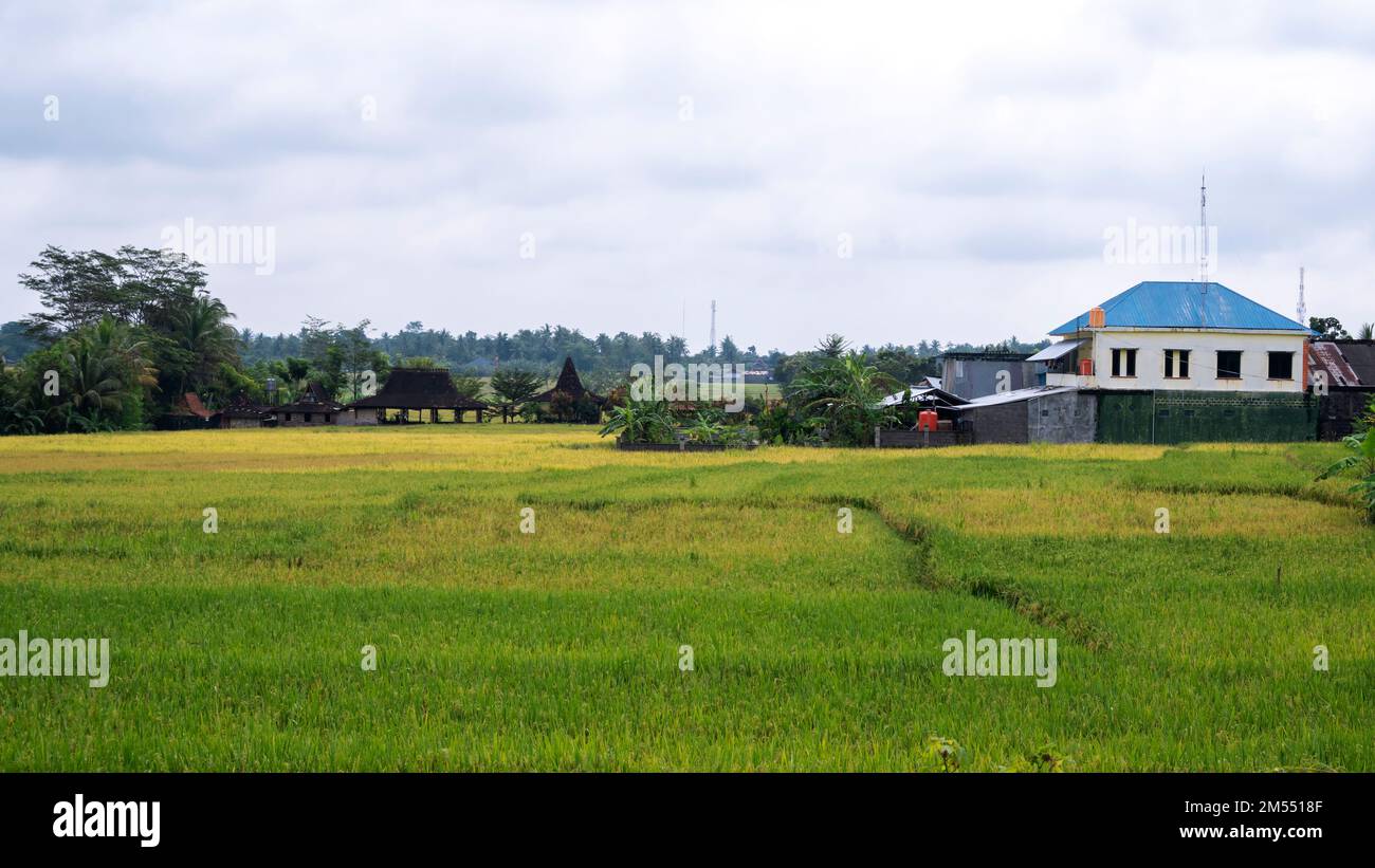 Yogyakarta, Indonesia - 5 settembre 2022: Vista di una casa sul bordo di un campo di riso verde piantato con alberi di riso che stanno cominciando a diventare giallo Foto Stock