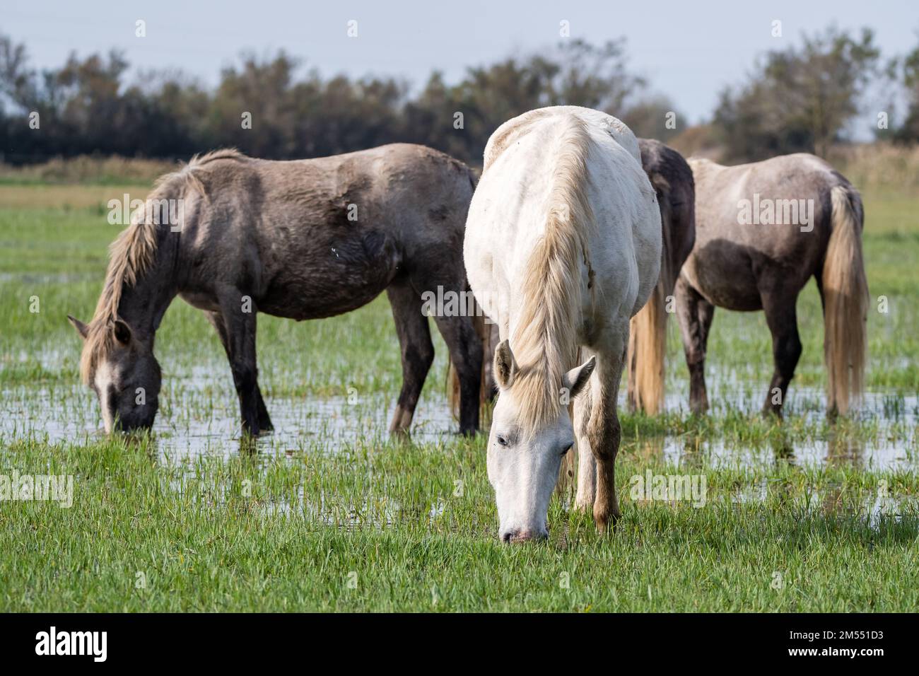 Camargue cavalli mangiare, Aiguamolls de l'Empordà, Catalogna, Spagna Foto Stock