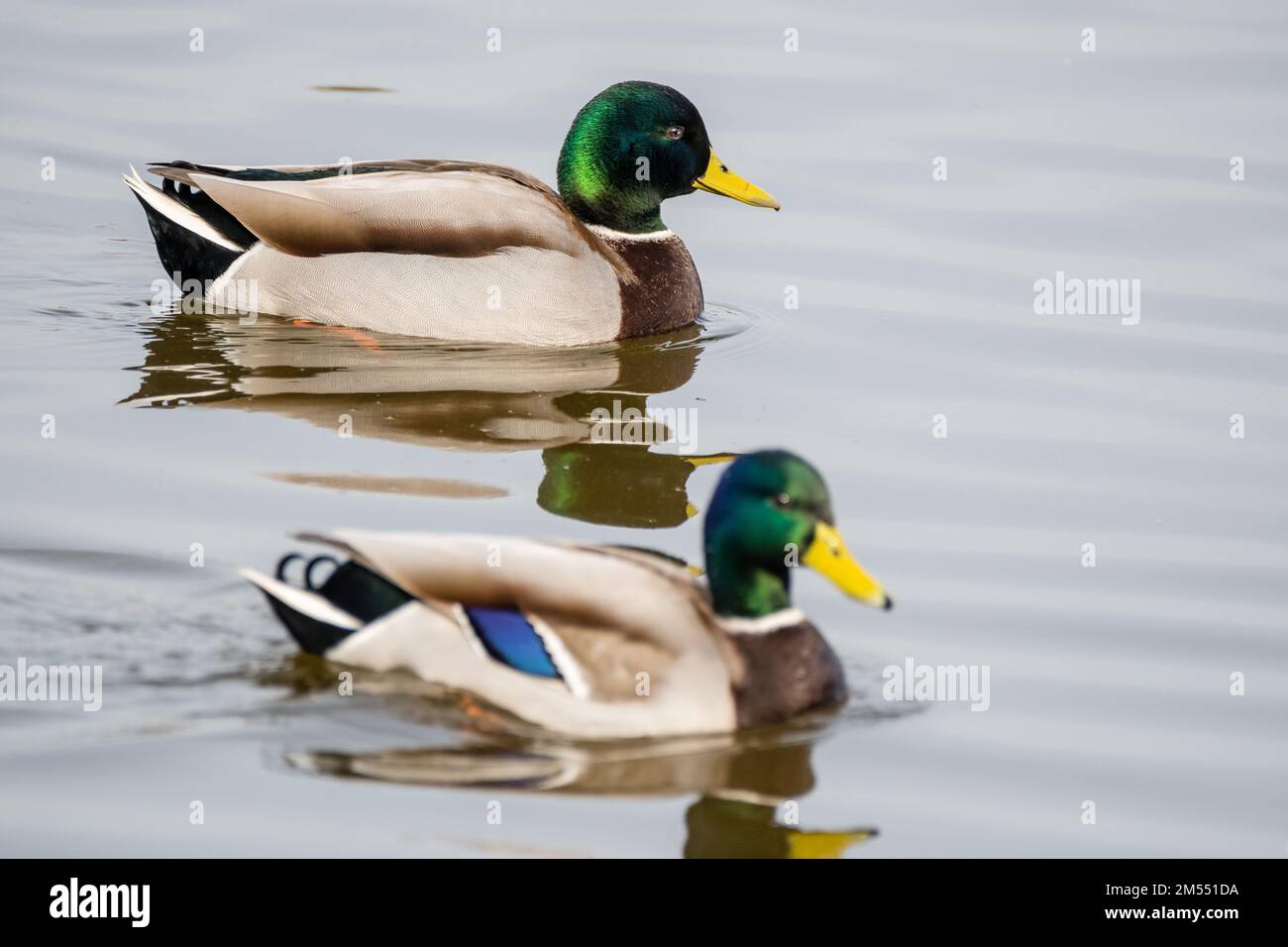Due maschi di mallard, Anas platyrhynchos, nuoto Aiguamolls Empordà, Catalogna, Spagna Foto Stock