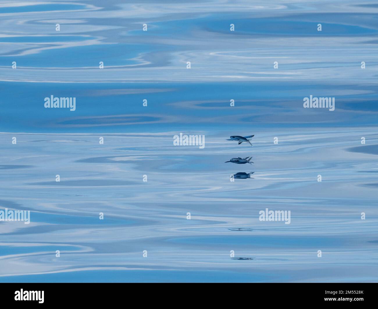Pesci volanti che scivolano sul mare vetroso nel Mare di banda Indonesia Foto Stock