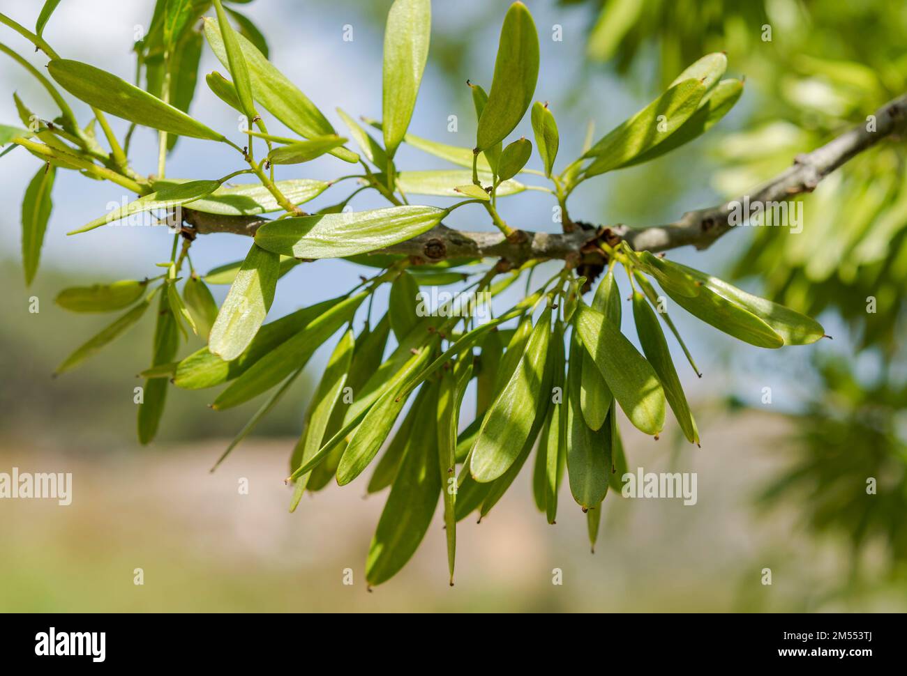 Frutti di frassino a foglia stretta, Fraxinus angustifolia. Foto scattata nel Parco Nazionale dei Monti Guadarrama, Madrid, Spagna Foto Stock