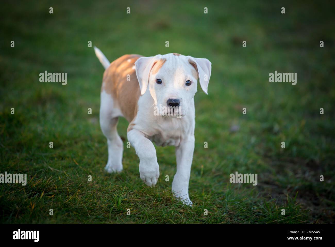 Cucciolo bianco/marrone a piedi Foto Stock
