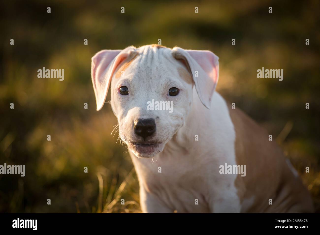 L'American Pit Bull Terrier cucciolo Foto Stock