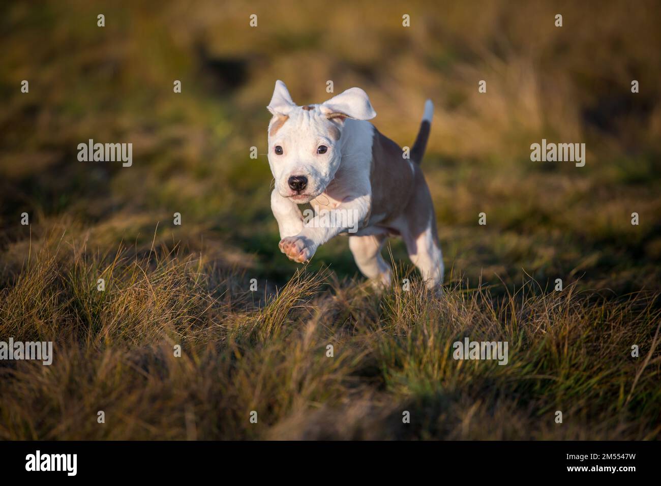 L'American Pit Bull Terrier cucciolo Foto Stock