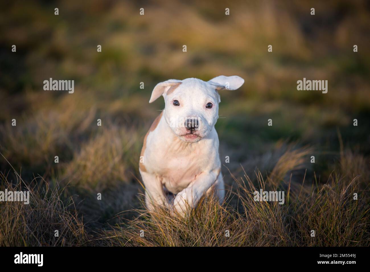 Cucciolo bianco/marrone Foto Stock