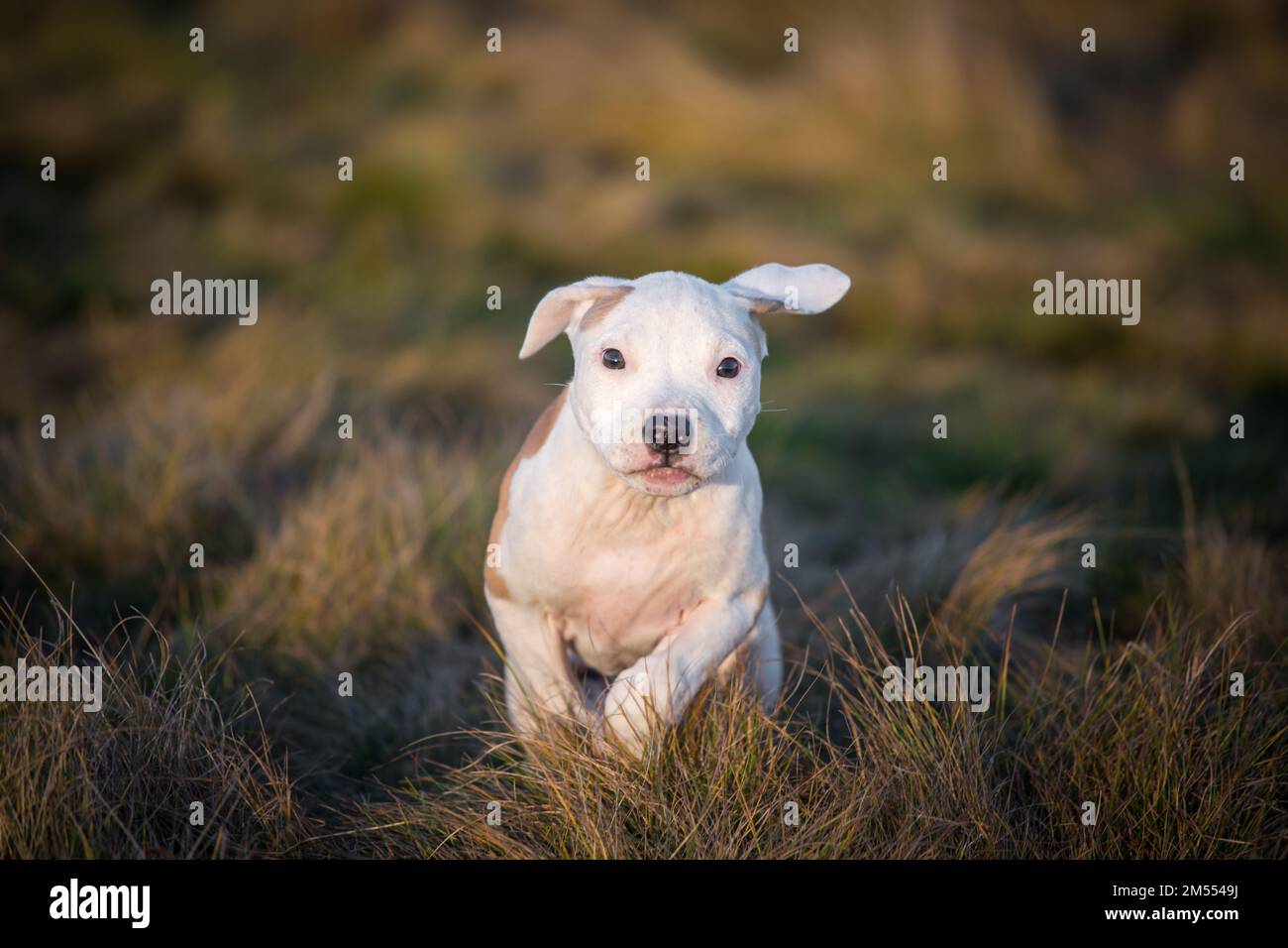 L'American Pit Bull Terrier cucciolo Foto Stock
