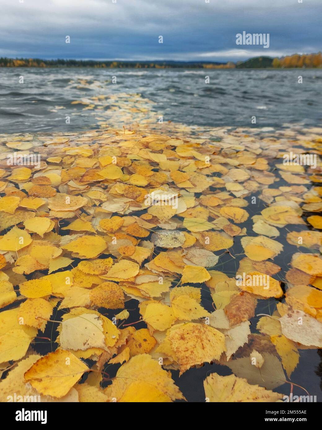 Molte foglie di betulla galleggiano sul fiume Ume nel nord della Svezia in un ventoso giorno autunnale. Foto Stock