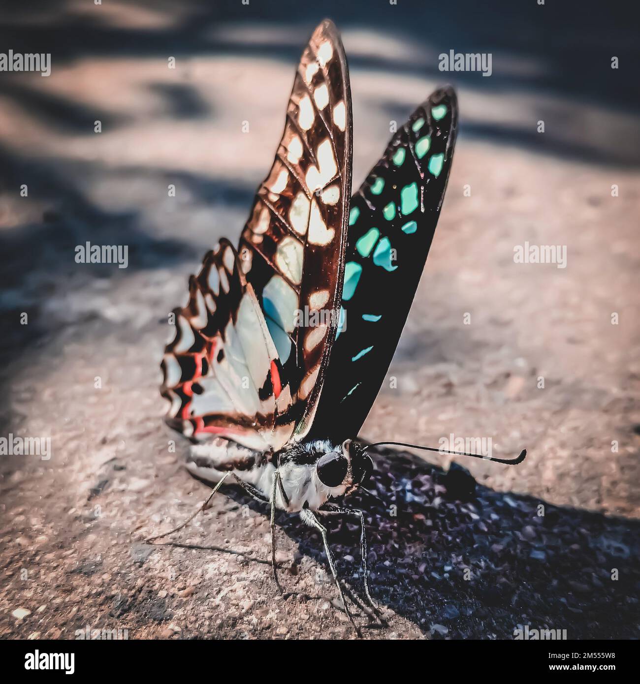 Primo piano di una farfalla comune jay (Graphium doson) che riposa a terra Foto Stock