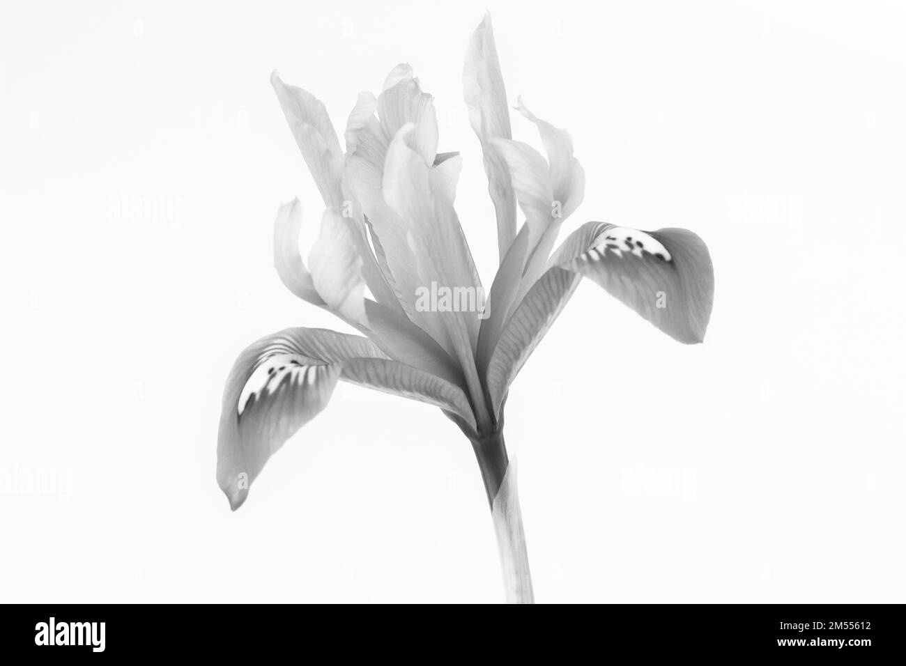 Immagine in bianco e nero di un reticolo di iride contro a. sfondo bianco Foto Stock
