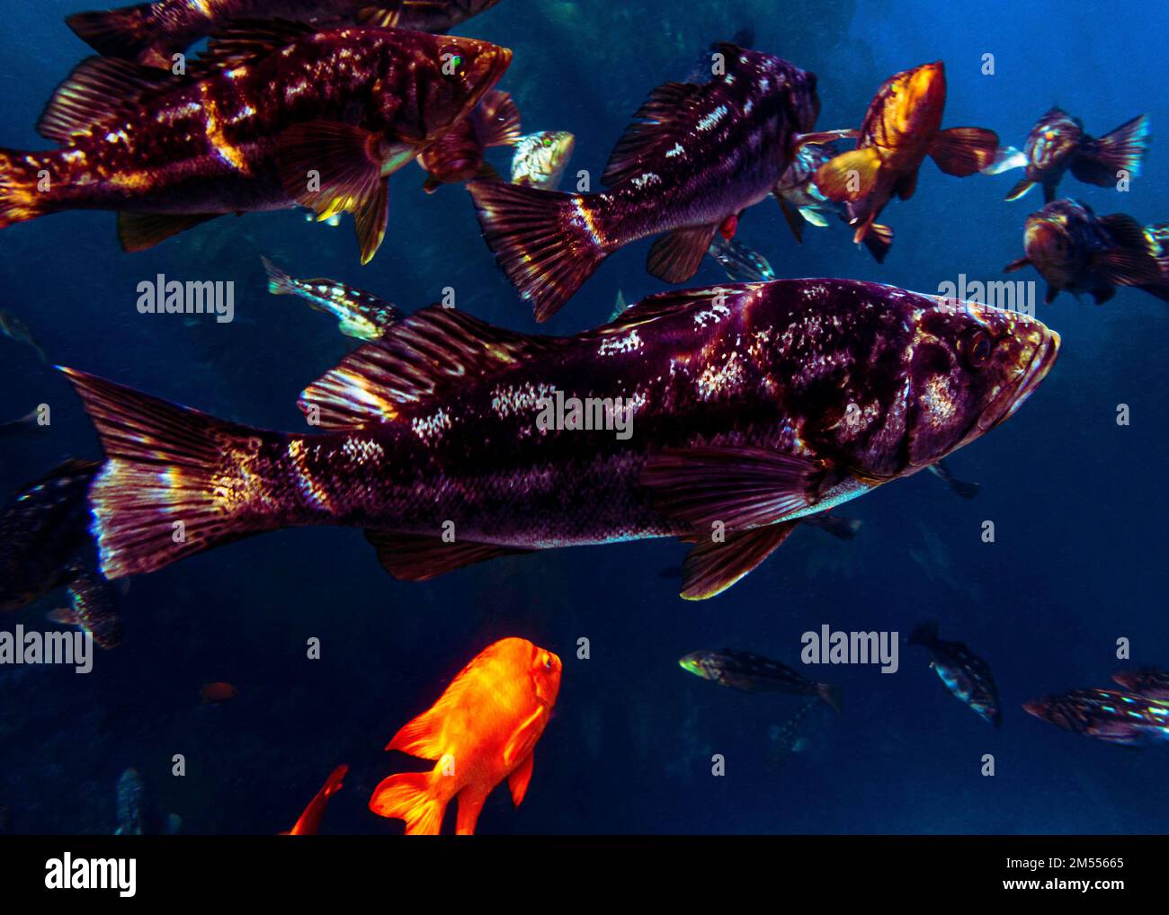 Un primo piano di pesci Kelp Bass e Garibaldi che nuotano sott'acqua in un mare Foto Stock