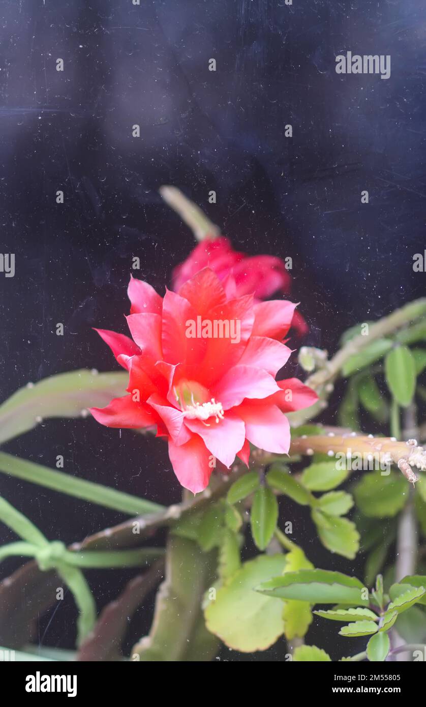 Fiori di cactus rosso. Vista attraverso il vetro della serra. Foto Stock