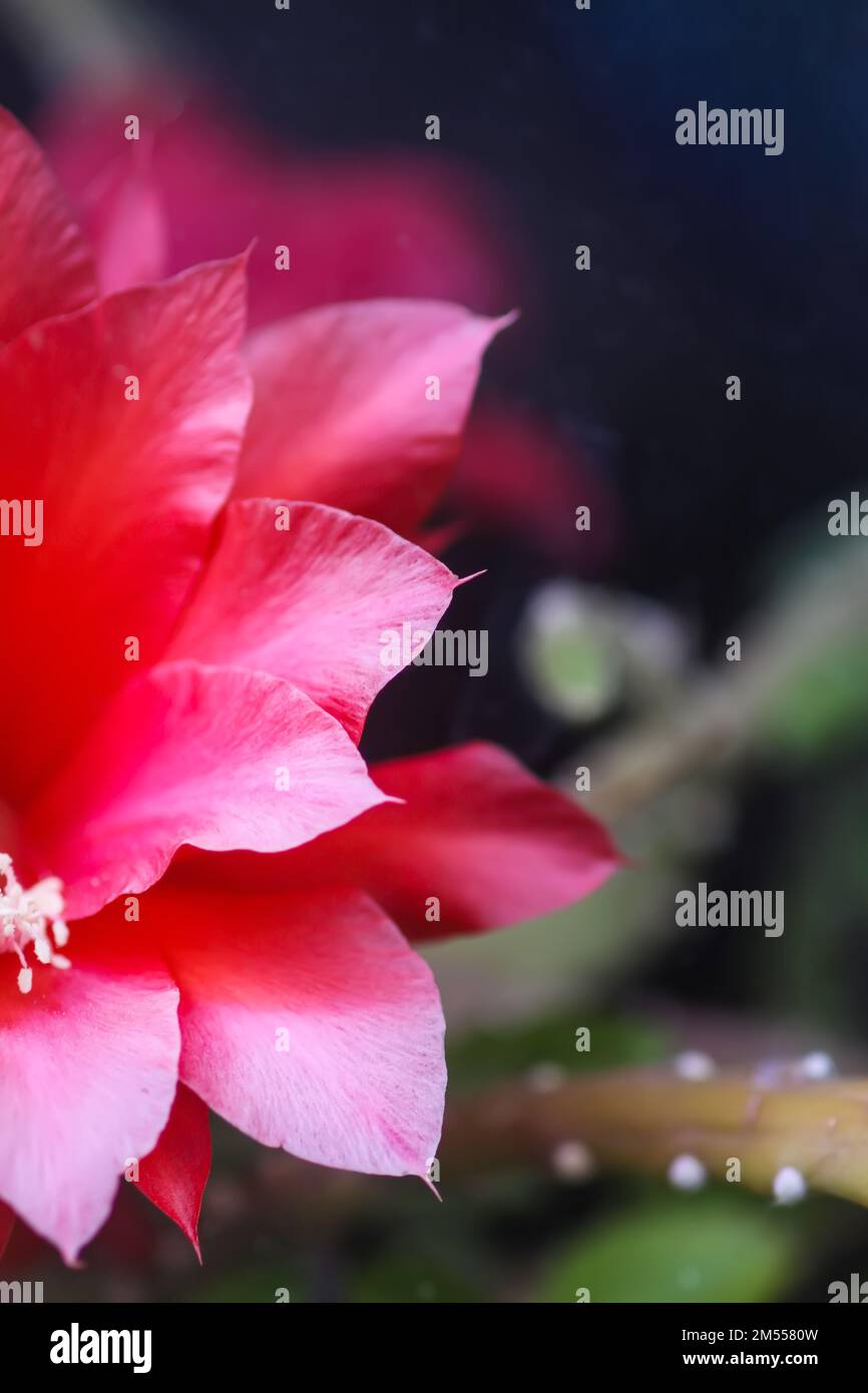 Fiori di cactus rosso. Vista attraverso il vetro della serra. Foto Stock