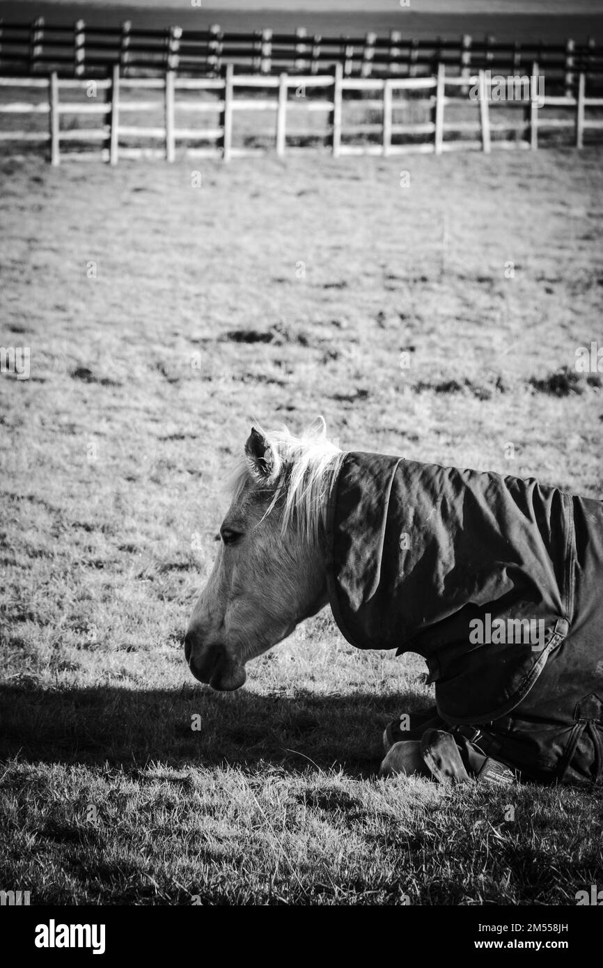 Cavallo Foto Stock