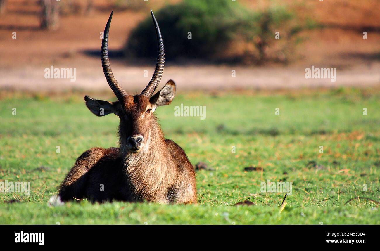 Waterbuck, Kobus ellissiprymnus, fiume Chobe, Parco Nazionale di Chobe, Botswana, Africa Foto Stock