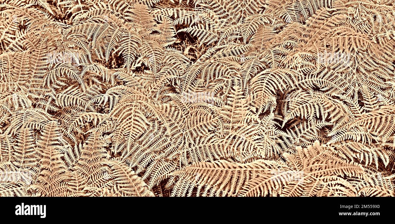 Vegetazione densa Vista delle foglie di Fern alla foresta sfondo testurizzato Foto Stock