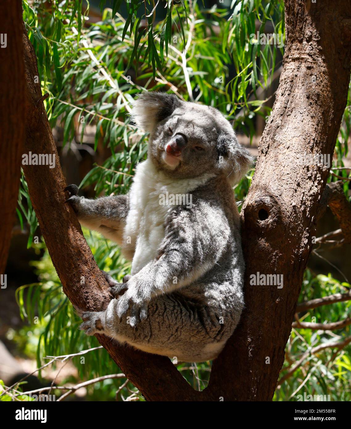 Primo piano di un Koala visto riposare in un tronco di albero forchetta in cattività in Australia. Foto Stock