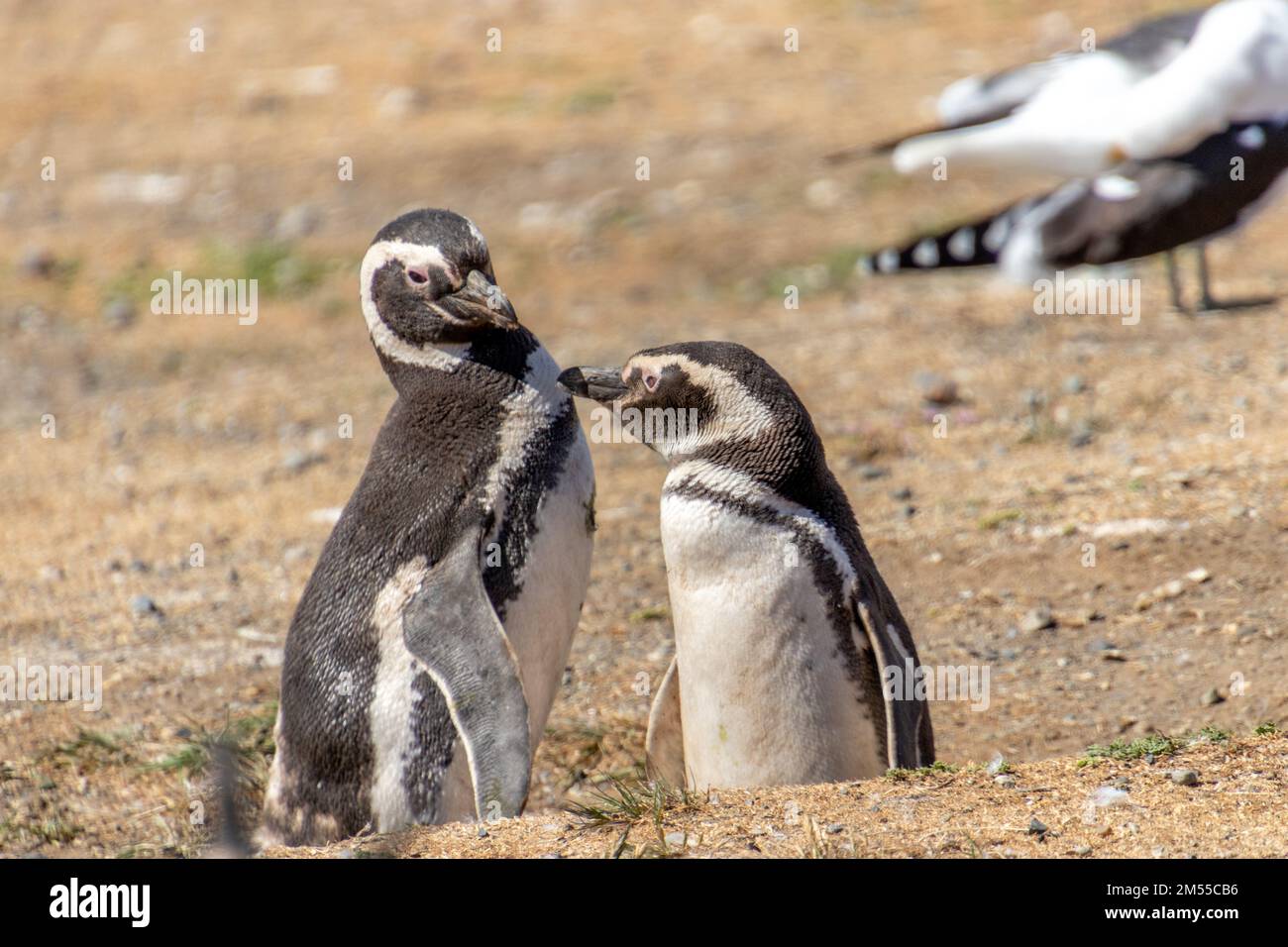 Coppia di pinguini selvatici nell'isola di Isla Magdalena nella Patagonia cilena Foto Stock