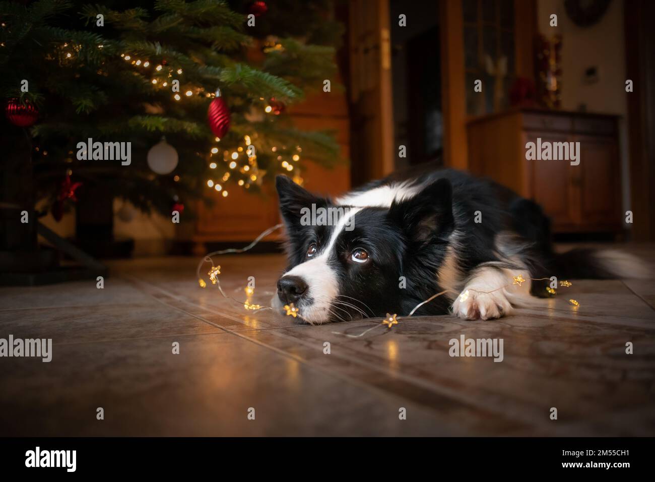 Border Collie con look carino con albero di Natale. L'adorabile cane bianco e nero si trova sul pavimento durante il Natale. Foto Stock