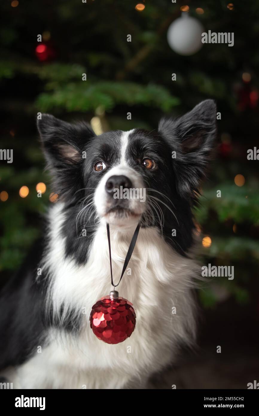 Tesori Di Caroline Cuscino Decorativo Border Collie – Rosso E Bianco, Tela Pesante, 30,5x40,6 Cm, Multicolore