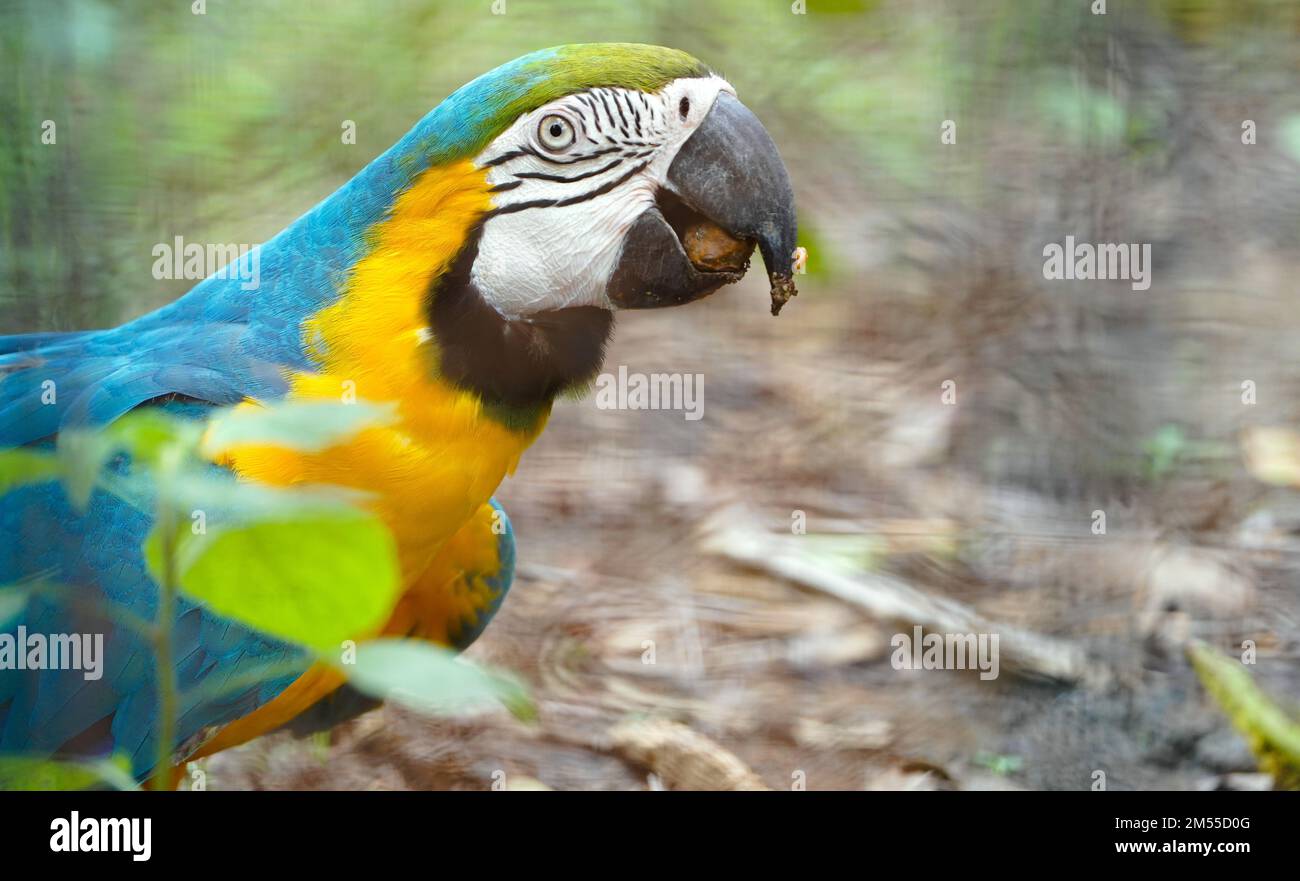 Primo piano blu e oro macaw uccello, Ritratto colorful Macaw pappagallo, Blue and Gold Macaw Green-Blue macaw - Ara ararauna Parrot immagine. pappagallo macaw Foto Stock