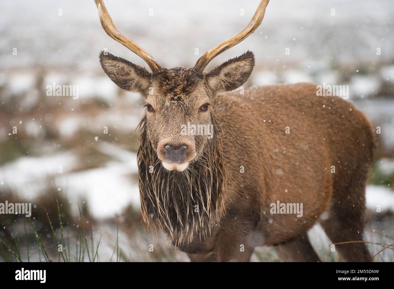 Glen Coe, Scozia, Regno Unito. 26th dicembre 2022. Cervo rosso al Kingshouse Hotel a Glen Coe. Il Boxing Day ha visto cadere una forte neve su terreni più alti nelle Highlands scozzesi. Iain Masterton/Alamy Live News Foto Stock