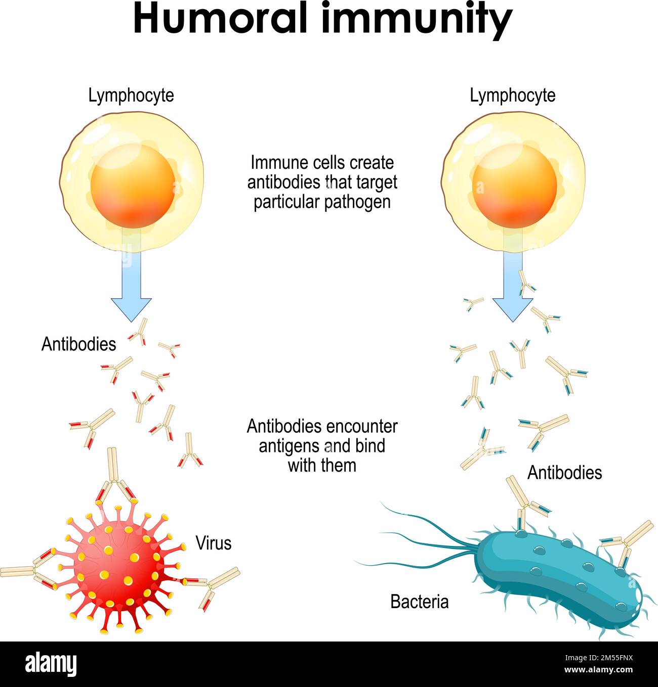 immunità umorale. Batteri, virus, linfociti e anticorpi. Le cellule immunitarie creano anticorpi che colpono un particolare patogeno Illustrazione Vettoriale
