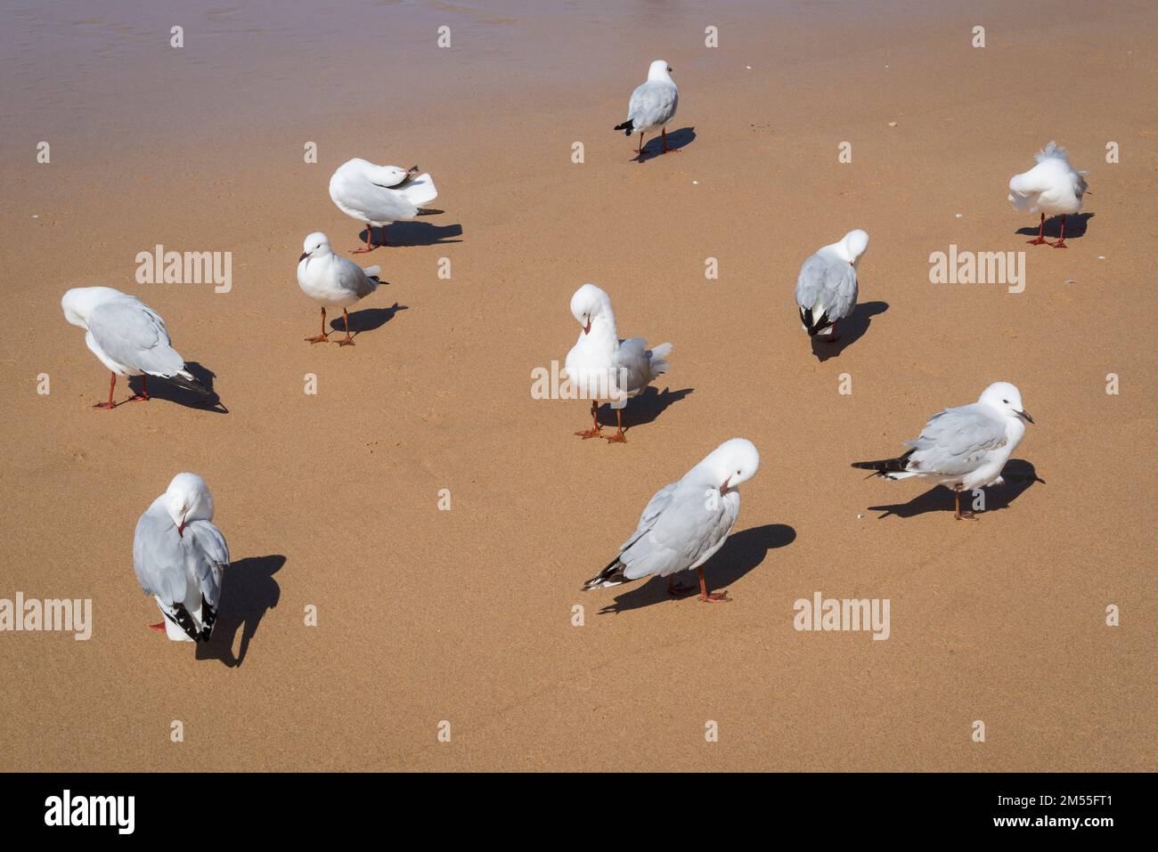 Gabbiani sulla spiaggia di Manly, Sydney, NSW, Australia Foto Stock