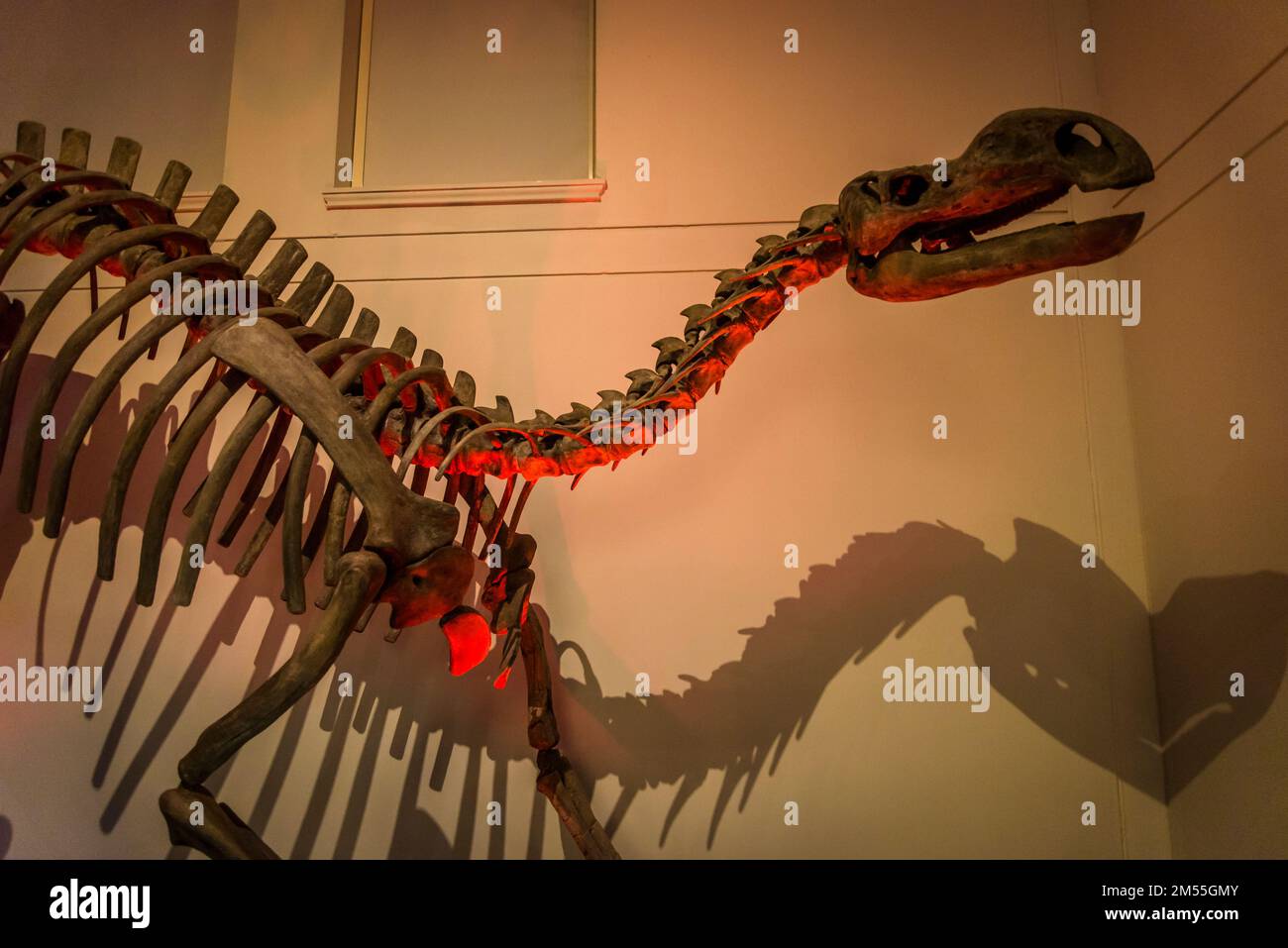 Muttaburrasaurus langdoni, 112-100 milioni di anni fa, gallerie di dinosauri al Museo Australiano, Museo di Storia Naturale, Sydney, NSW, Australia Foto Stock